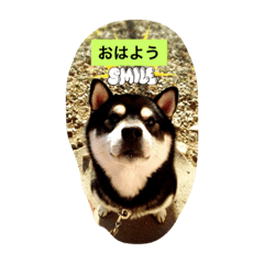 [LINEスタンプ] 黒柴ガブくん
