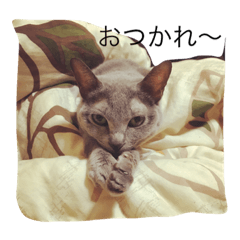 [LINEスタンプ] ウチの相棒の猫