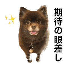 [LINEスタンプ] ポメラニアン ラン君とコロンちゃん