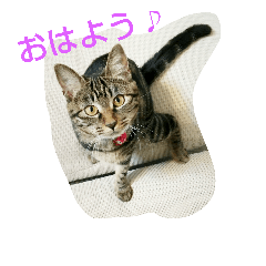 [LINEスタンプ] canon the cat