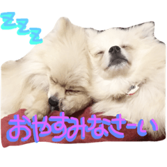 [LINEスタンプ] わんわん日和(ポメラニアンとボーダー)