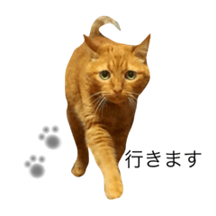 [LINEスタンプ] 茶トラのモカさん。日常挨拶編。