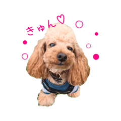 [LINEスタンプ] トイプー★チョコの日常