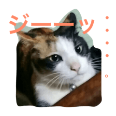 [LINEスタンプ] 三毛猫アロアと琉球犬チョコ
