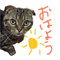 [LINEスタンプ] スコティッシュフォールド 小鉄