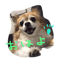 [LINEスタンプ] チワワのピンちゃんの日常生活