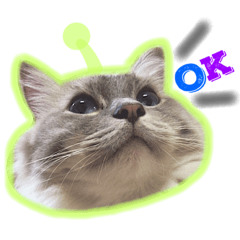 [LINEスタンプ] もふ猫ラグドールの一日