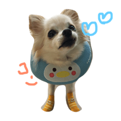 [LINEスタンプ] チワワんday