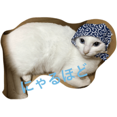[LINEスタンプ] 白猫ユキちゃん
