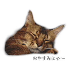 [LINEスタンプ] 我が家の4ニャンズ