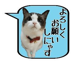 [LINEスタンプ] ラグドール（猫）ルルナ 日常編