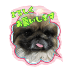 [LINEスタンプ] ペキニーズふー太 スタンプ