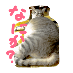 [LINEスタンプ] 柿合さん家のネコ