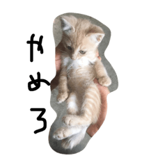 [LINEスタンプ] katokomaru