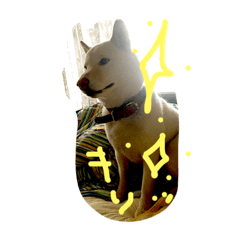 [LINEスタンプ] 白柴ドン君