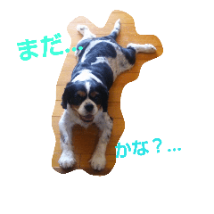 [LINEスタンプ] キャバリアの日常 No.1