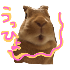 [LINEスタンプ] うさぎのCOCO.