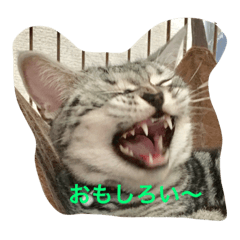 [LINEスタンプ] にゃん子の気持ちにゃ2