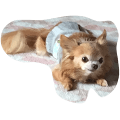 [LINEスタンプ] ここリリ