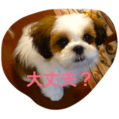 [LINEスタンプ] シーズーの『王子くん』