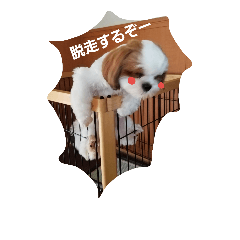 [LINEスタンプ] シーズー犬のあずちゃんとちゃとくん