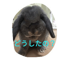 [LINEスタンプ] うさぎのコアラちゃんだよ～！！