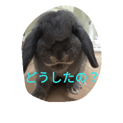 [LINEスタンプ] うさぎのコアラちゃんだよ～！！の画像（メイン）