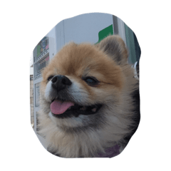[LINEスタンプ] ポン吉とみるく