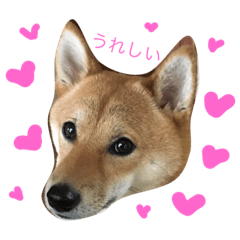 [LINEスタンプ] 柴犬の陽菜乃ちゃん