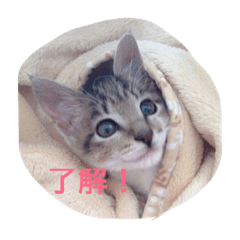 [LINEスタンプ] cat's everyday.