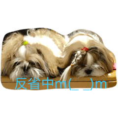 [LINEスタンプ] 双子犬  ユキチとマサオ