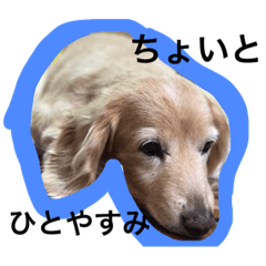 [LINEスタンプ] かわいふぁむせんよう