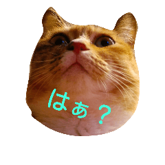 [LINEスタンプ] cats-dog