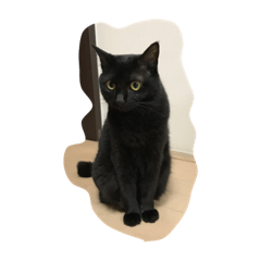 [LINEスタンプ] 黒猫の可愛いジジ