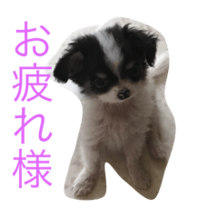 [LINEスタンプ] 犬写真☆チワワの創くん