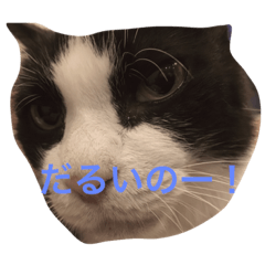 [LINEスタンプ] まいにちだるいねこ