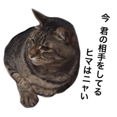 [LINEスタンプ] ねこ☆ペタ