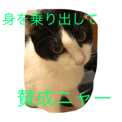 [LINEスタンプ] 猫で主張ニャー