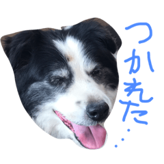 [LINEスタンプ] 愛犬はおじいちゃん