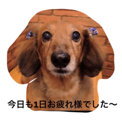 [LINEスタンプ] ワン(にゃん)ダブルデイズ