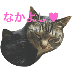 [LINEスタンプ] 可愛い2匹の猫ちゃん