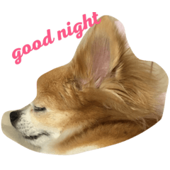 [LINEスタンプ] dog coco messi chii