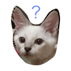[LINEスタンプ] オハナ   3ヶ月です
