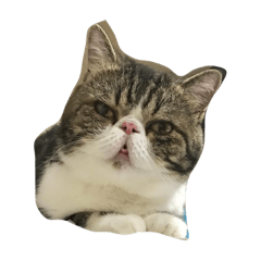 [LINEスタンプ] Mojitocat