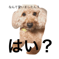 [LINEスタンプ] トイプードルあしゅちゃちゃの日常