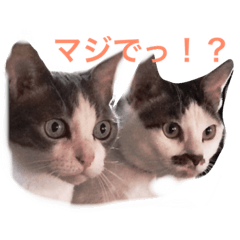 [LINEスタンプ] 家の8猫
