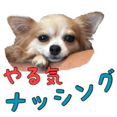 [LINEスタンプ] 保護犬・チワワのユズの画像（メイン）