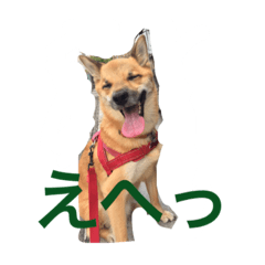 [LINEスタンプ] 雑種犬 昇ちゃん
