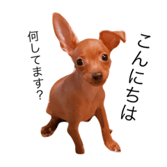 [LINEスタンプ] ミニピンpetitとの暮らし