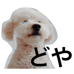 [LINEスタンプ] toypoodlemoppy